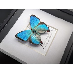 Regal Hairstreak